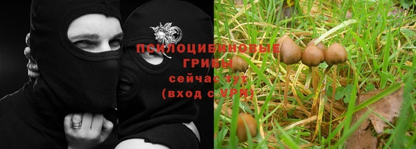 прущие грибы Верея